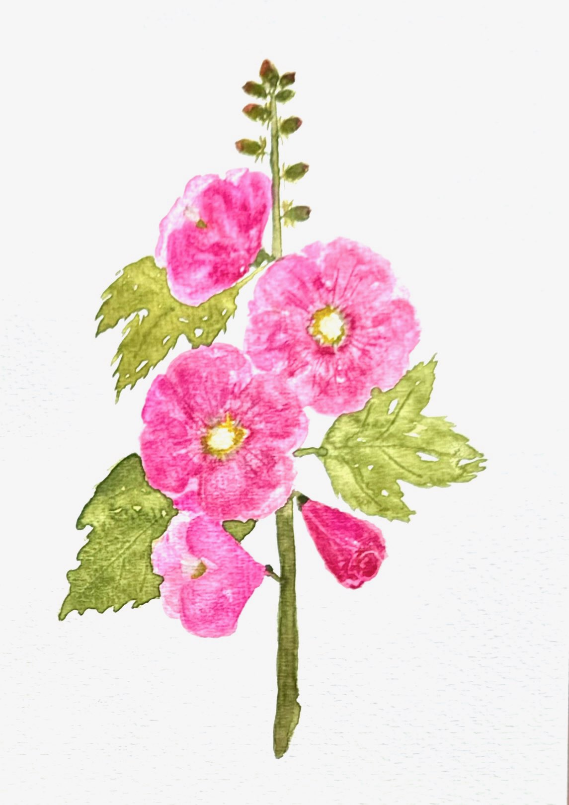 English Garden Watercolor Print - Hollyhock