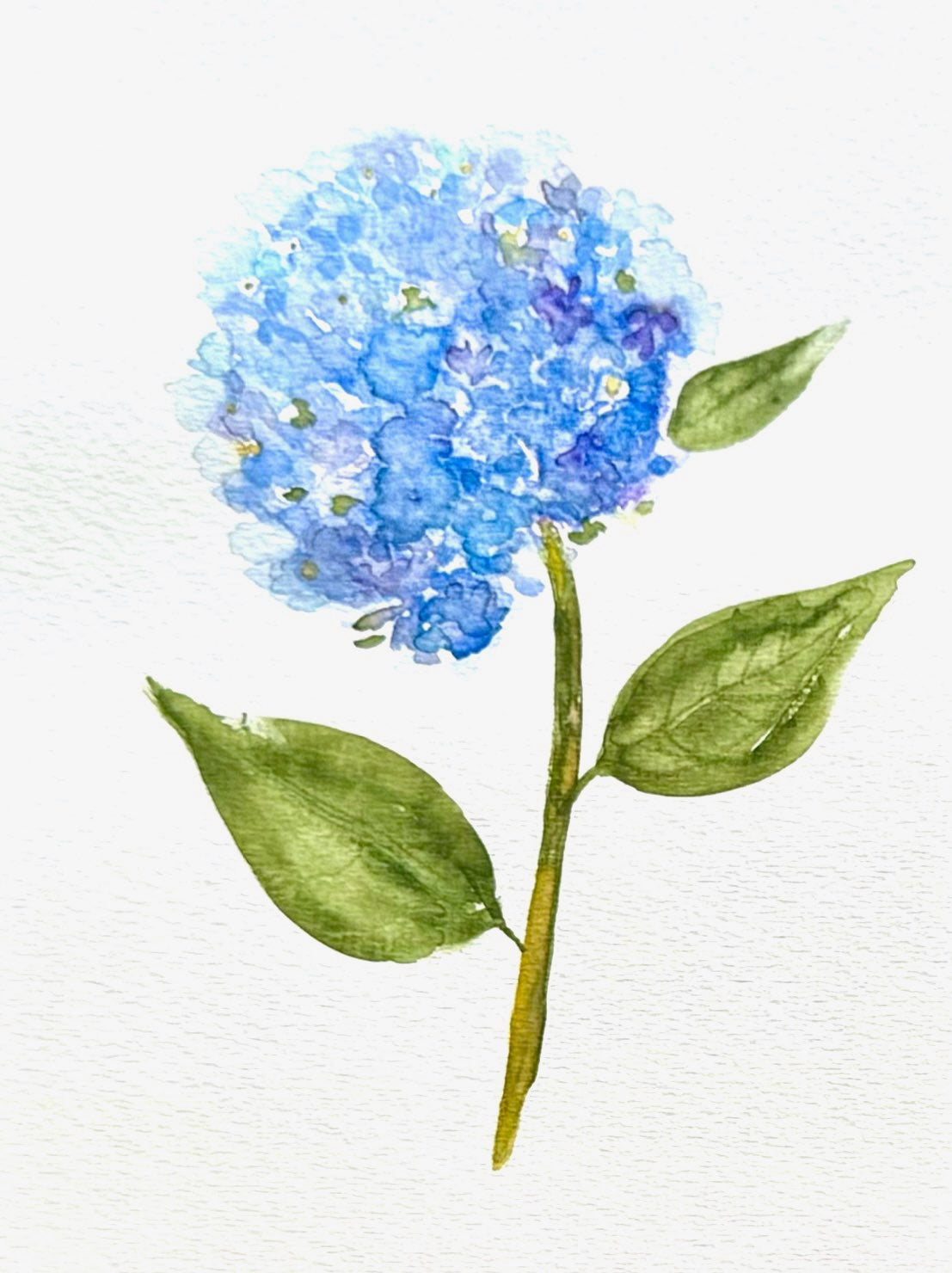 English Garden Watercolor Print - Blue Hydrangea