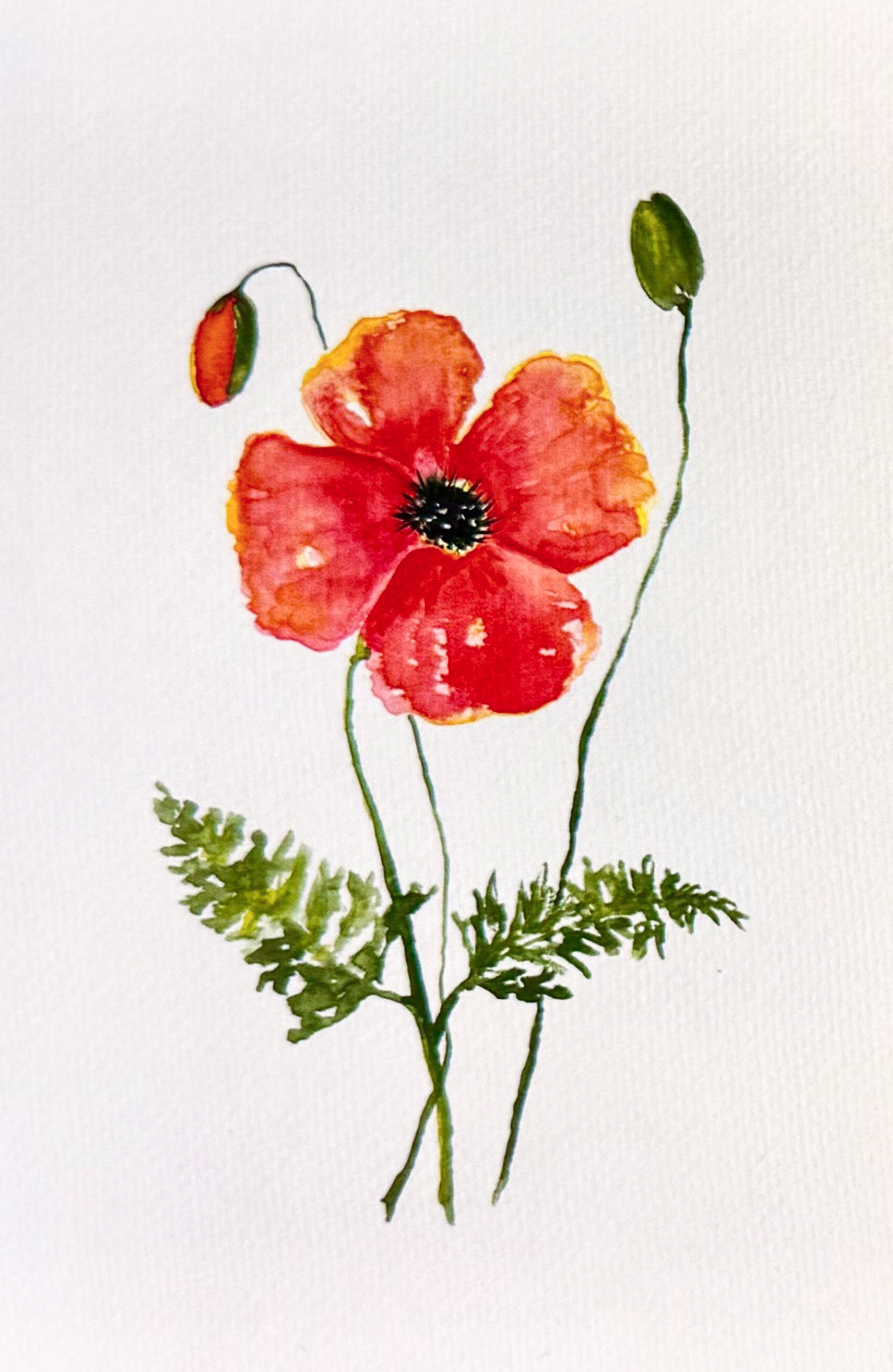 English Garden Botanical - Poppy