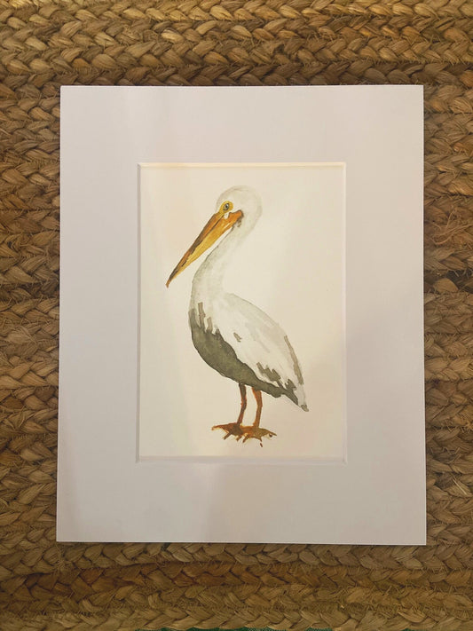 White Pelican