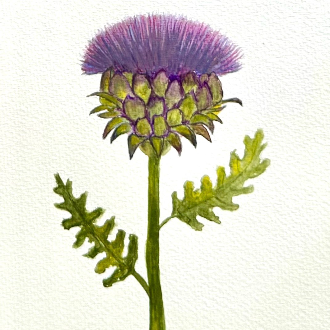 English Garden Watercolor Print - Artichoke